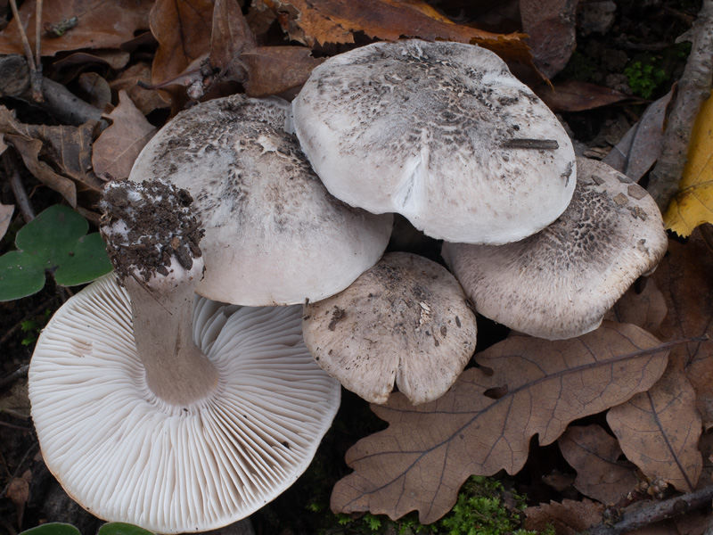 Tricholoma basirubens